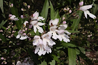 APII jpeg image of Prostanthera williamsii  © contact APII