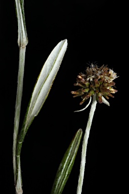 APII jpeg image of Euchiton japonicus  © contact APII