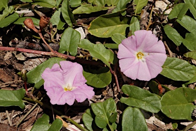 APII jpeg image of Convolvulus angustissimus  © contact APII