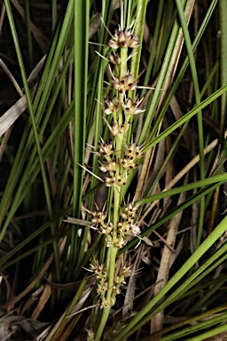 APII jpeg image of Lomandra confertifolia subsp. pallida  © contact APII