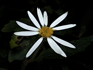 APII jpeg image of Olearia nernstii  © contact APII