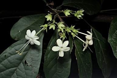 APII jpeg image of Clerodendrum floribundum var. attenuatum  © contact APII