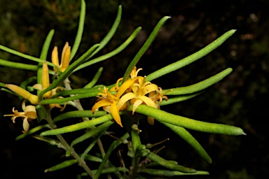 APII jpeg image of Persoonia mollis  © contact APII