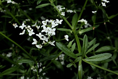 APII jpeg image of Galium palustre  © contact APII