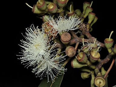 APII jpeg image of Corymbia henryi  © contact APII