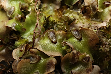 APII jpeg image of Lunularia cruciata  © contact APII