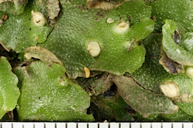 APII jpeg image of Lunularia cruciata  © contact APII