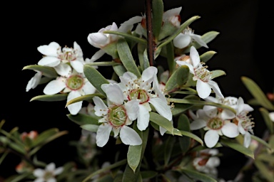 APII jpeg image of Leptospermum sericatum  © contact APII