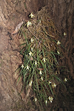 APII jpeg image of Dockrillia teretifolia  © contact APII