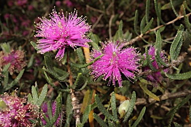 APII jpeg image of Melaleuca sclerophylla  © contact APII