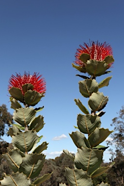 APII jpeg image of Banksia coccinea  © contact APII