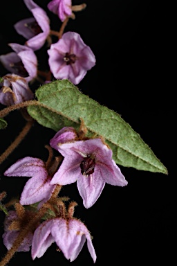 APII jpeg image of Thomasia sp. Big Brook (M.Koch 2373)  © contact APII