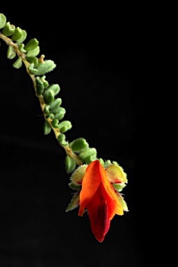 APII jpeg image of Pultenaea foliolosa  © contact APII