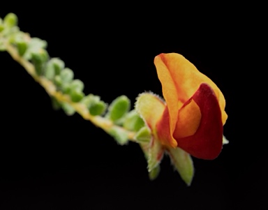 APII jpeg image of Pultenaea foliolosa  © contact APII