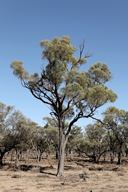 APII jpeg image of Acacia cambagei  © contact APII