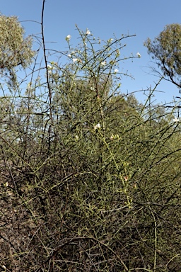 APII jpeg image of Eremophila polyclada  © contact APII