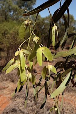 APII jpeg image of Atalaya hemiglauca  © contact APII