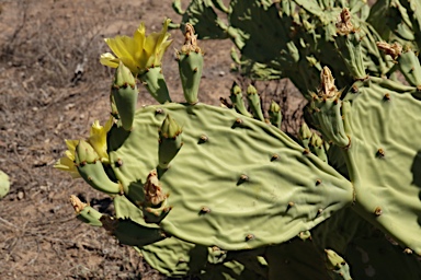APII jpeg image of Opuntia  © contact APII