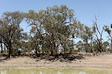 APII jpeg image of Eucalyptus camaldulensis  © contact APII