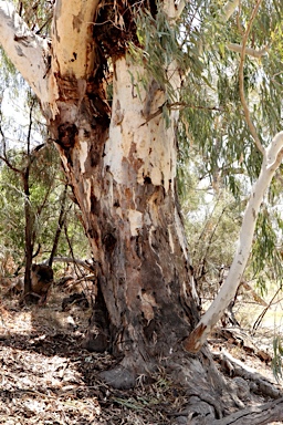 APII jpeg image of Eucalyptus camaldulensis  © contact APII