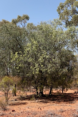 APII jpeg image of Ventilago viminalis  © contact APII