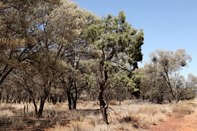 APII jpeg image of Hakea ivoryi  © contact APII