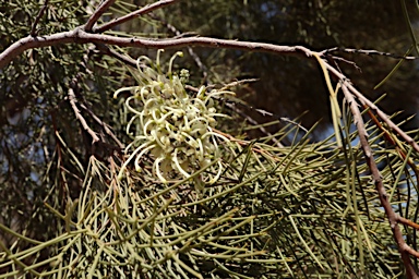 APII jpeg image of Hakea ivoryi  © contact APII