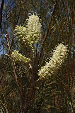 APII jpeg image of Grevillea albiflora  © contact APII