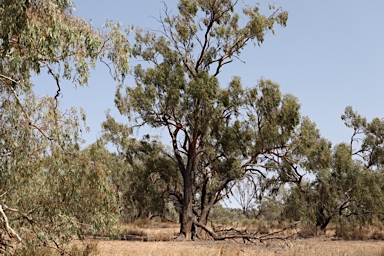APII jpeg image of Eucalyptus ochrophloia  © contact APII