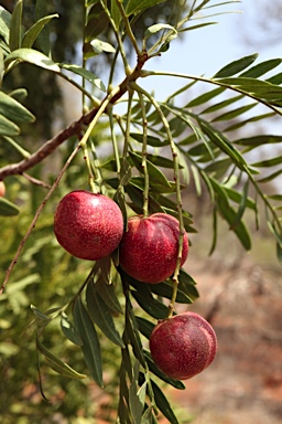 APII jpeg image of Owenia acidula  © contact APII