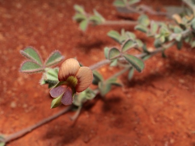 APII jpeg image of Muelleranthus stipularis  © contact APII