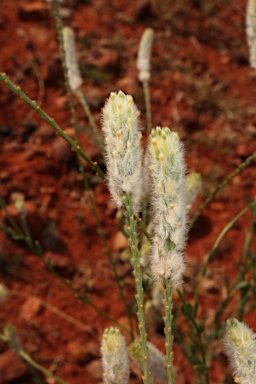 APII jpeg image of Pimelea trichostachya  © contact APII