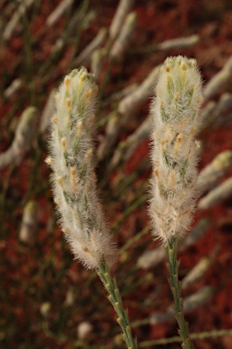 APII jpeg image of Pimelea trichostachya  © contact APII