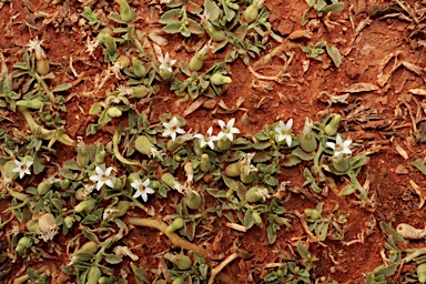 APII jpeg image of Lobelia darlingensis  © contact APII