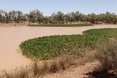 APII jpeg image of Persicaria attenuata  © contact APII