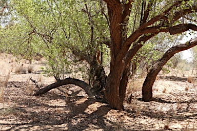 APII jpeg image of Lysiphyllum gilvum  © contact APII