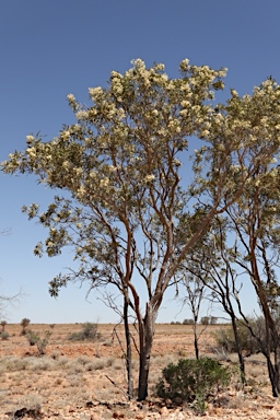 APII jpeg image of Atalaya hemiglauca  © contact APII