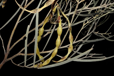 APII jpeg image of Acacia calcicola  © contact APII