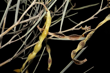 APII jpeg image of Acacia calcicola  © contact APII