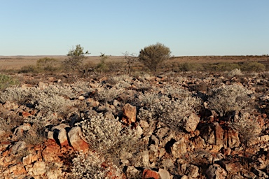 APII jpeg image of Ptilotus obovatus  © contact APII