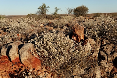 APII jpeg image of Ptilotus obovatus  © contact APII