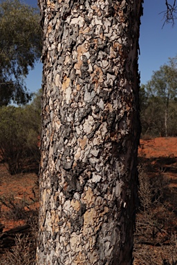 APII jpeg image of Flindersia maculosa  © contact APII