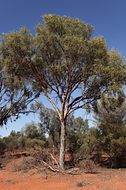APII jpeg image of Flindersia maculosa  © contact APII