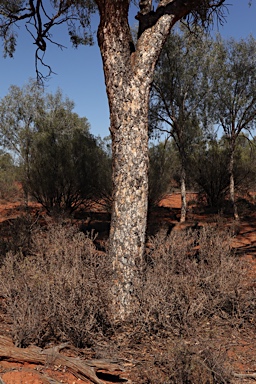 APII jpeg image of Flindersia maculosa  © contact APII