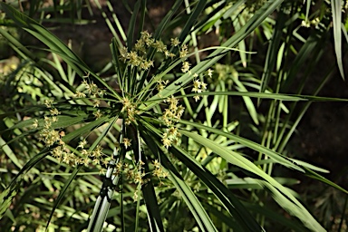 APII jpeg image of Cyperus involucratus  © contact APII