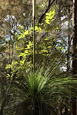 APII jpeg image of Xanthorrhoea johnsonii  © contact APII