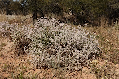 APII jpeg image of Ptilotus obovatus  © contact APII