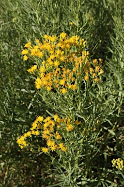APII jpeg image of Senecio cunninghamii var. cunninghamii  © contact APII
