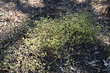APII jpeg image of Asperula gemella  © contact APII