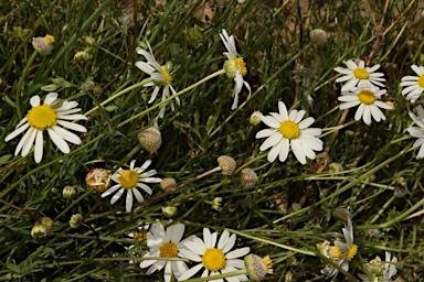 APII jpeg image of Brachyscome smithwhitei  © contact APII